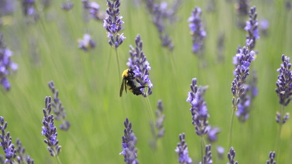 Close up of Bee Pollination on Lavender Flower