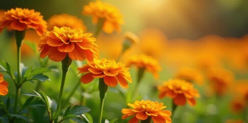 Fototapeta premium Sun-kissed marigolds sway gently in the warm summer breeze, petals, flowers, blooming