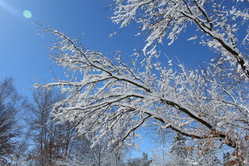 snow covered branches