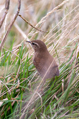 Wren (Troglodytes troglodytes), commonly found in hedgerows and woodlands, Baldoyle Racecourse, Dublin.