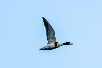 Common Shelduck (Tadorna tadorna), commonly found in coastal wetlands, Turvey Nature Reserve, Dublin.