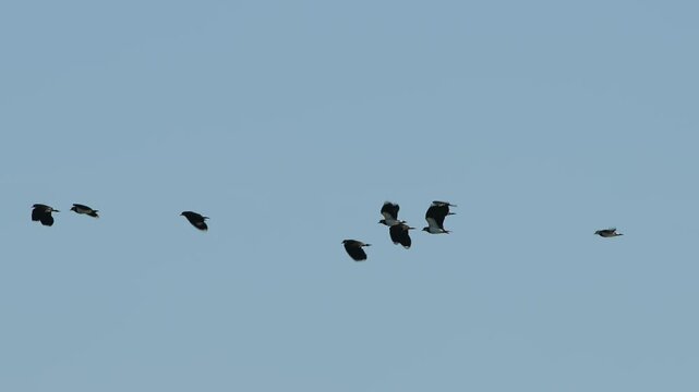 Northern Lapwing, Vanellus vanellus, birds in flight over marshes at winter