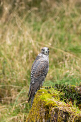Gyrfalcon (Falco rusticolus), commonly found in Arctic tundra and northern forests.
