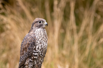 Gyrfalcon (Falco rusticolus), commonly found in Arctic tundra and northern forests.