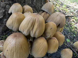 Mushrooms (Coprinellus micaceus) growing on moist soil near a tree. Delicate, ribbed caps with earthy tones create a natural woodland vibe