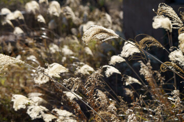秋のススキ　黄金