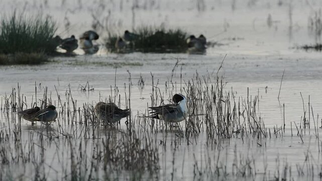 Northern Pintail. Anas acuta, birds on winter marshes at sunrise