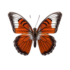 Orange and black butterfly with detailed wing patterns isolated on a transparent background. Insect and nature concept. Design for posters, banners, and educational materials