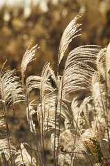 黄金のススキ　冬