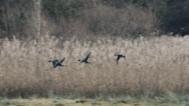Northern Pintail. Anas acuta, birds in flight over winter marshes at sunrise