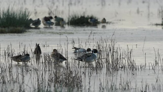 Northern Pintail. Anas acuta, birds on winter marshes at sunrise