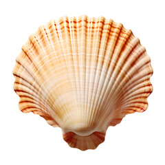 Scallop seashell with detailed texture isolated on a transparent background. Marine life and coastal design element. Design for posters, banners, and educational materials