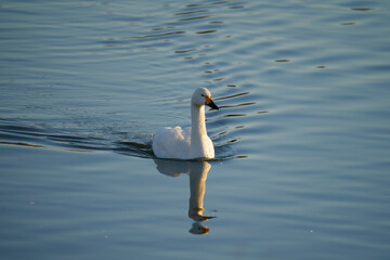 白鳥　泳ぐ　湖