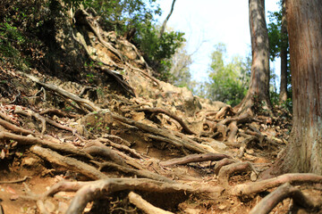 山道に生える根っこ
