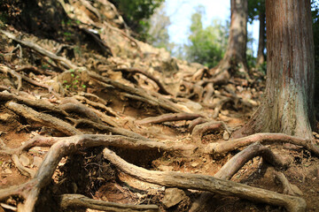 登山道の木の根