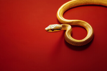 Obraz premium Gold snake on a red background for Chinese New Year concept
