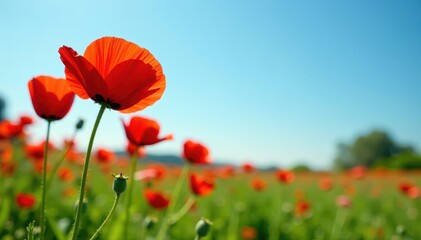 Obraz premium Red poppy blooms in a lush green garden against a clear sky, meadow, flowers