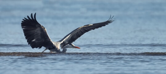 Gray Heron, Ardea cinerea, birds of Montenegro