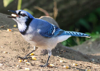 A beautiful blue jay bird eating a peanut. 