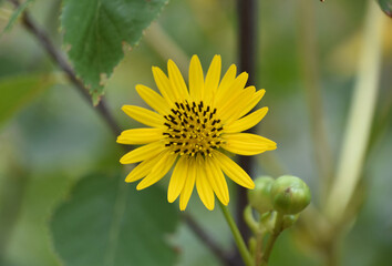 Amazing Look into the Center of a Yellow Aster