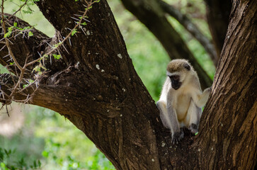 Monkeys in the Serengeti National Park in Tanzania, Africa.
