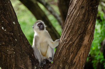 Monkeys in the Serengeti National Park in Tanzania, Africa.
