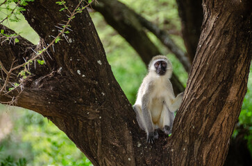 Monkeys in the Serengeti National Park in Tanzania, Africa.
