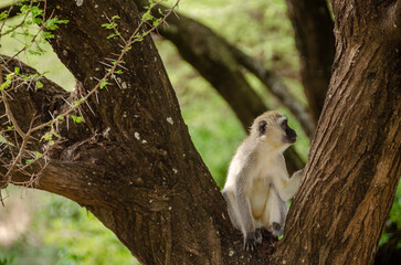 Monkeys in the Serengeti National Park in Tanzania, Africa.
