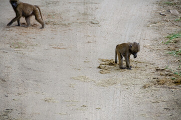 Monkeys in the Serengeti National Park in Tanzania, Africa.
