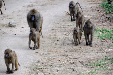 Monkeys in the Serengeti National Park in Tanzania, Africa.
