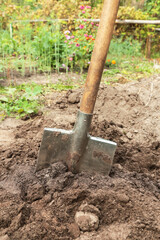 Digging up soil in garden. Shovel close up in brown ground on garden bed with grass and flowers on sun in sunlight. Organic farming, gardening, growing, agriculture concept