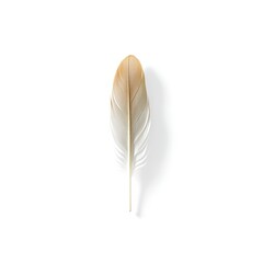 Feather on Pure White Canvas