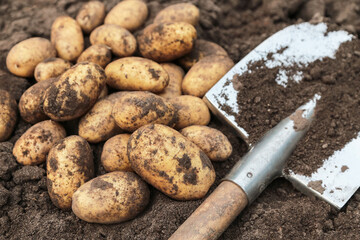 Organic yellow potato harvest close-up macro. Freshly harvested potatoes with shovel on brown soil...