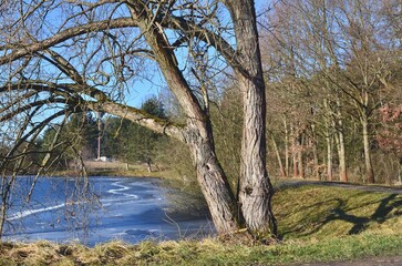 landscape of a pond in the evening on a frosty day