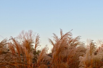 pampas grass against the sky