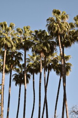 Tall thin palm trees against the sky