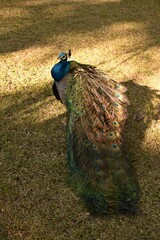 Obraz premium Peacock male with a large beautiful tail
