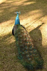 Peacock male with a large beautiful tail