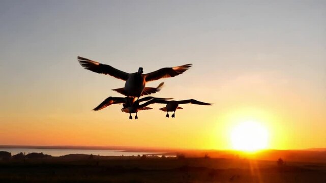 Geese flying at sunset from drone