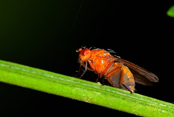 small red fly on a stem
