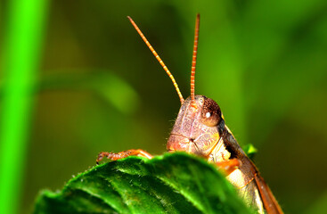 grasshopper peeking out from behind a leaf