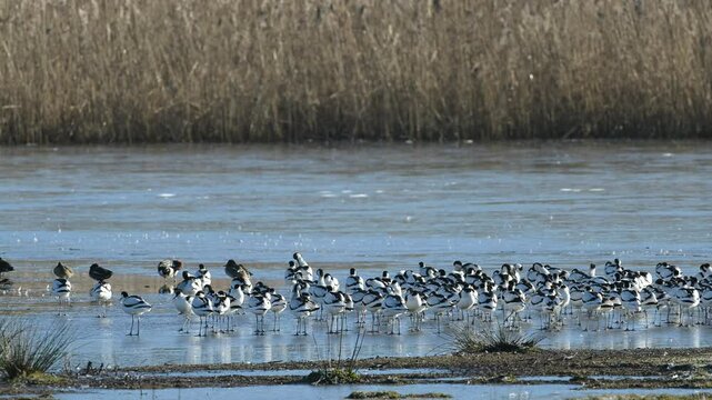Pied Avocet, Recurvirostra avosetta, birds in flight over winter marshes at sunrise