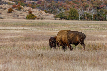 A lone Buffalo in the field.