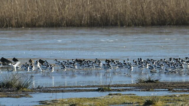 Pied Avocet, Recurvirostra avosetta, birds in flight over winter marshes at sunrise