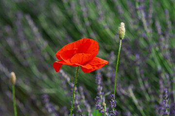 Lavendelfeld mit Klatschmohn