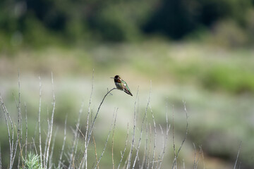 Anna's Hummingbird at Crystal Cove State Park