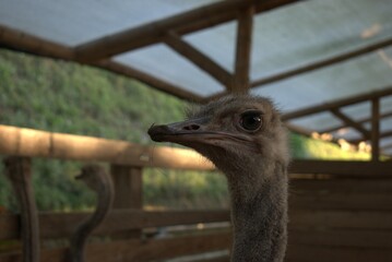avestruces, ave, pico, animal, administrar, cuello, naturaleza, emu, retrato, ocular, fauna,...
