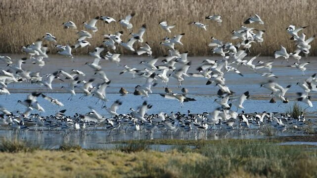Pied Avocet, Recurvirostra avosetta, birds in flight over winter marshes at sunrise