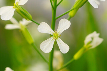 Arabidopsis thaliana or Thale cress flower