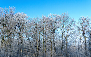 Winterlandschaft mit Bäumen